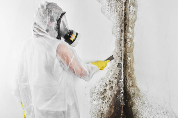 Best Black Mold Remediation in La Crescenta Montrose, CA