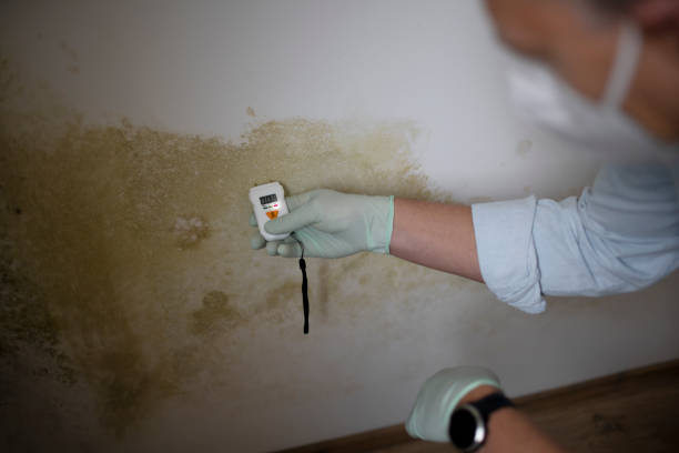 Best Health and Safety Mold Remediation in La Crescenta Montrose, CA