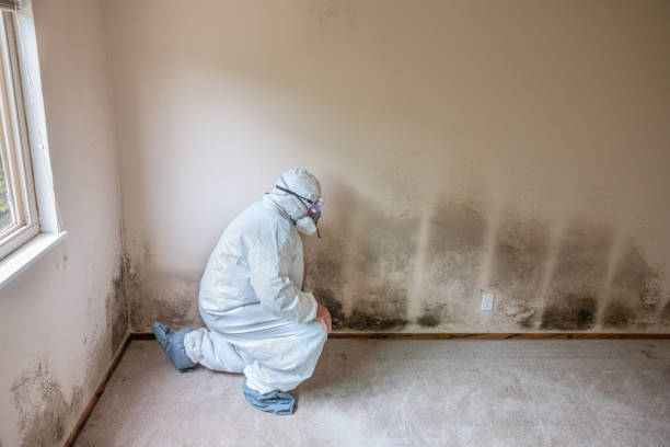 La Crescenta Montrose, CA Mold Remediation Company