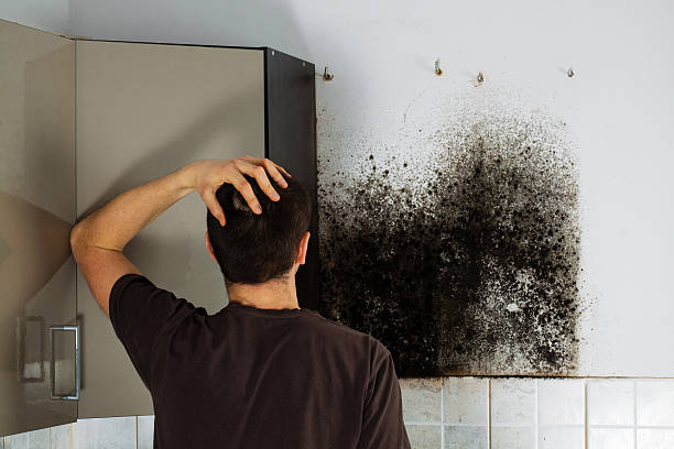 Best Post-Flood Mold Remediation in La Crescenta Montrose, CA