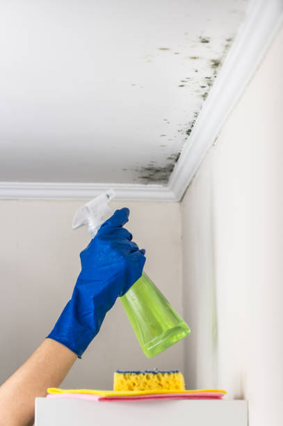 Best White Mold Remediation in La Crescenta Montrose, CA